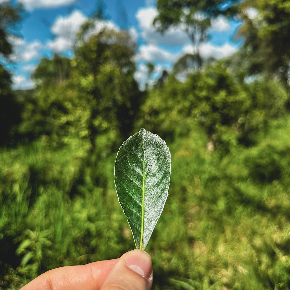 Mate na Organic Yerba Mate mate-na-organic-yerba-mate