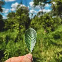 What is Yerba Mate
